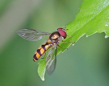 Meliscaeva auricollis, hoverfly, male, Alan Prowse